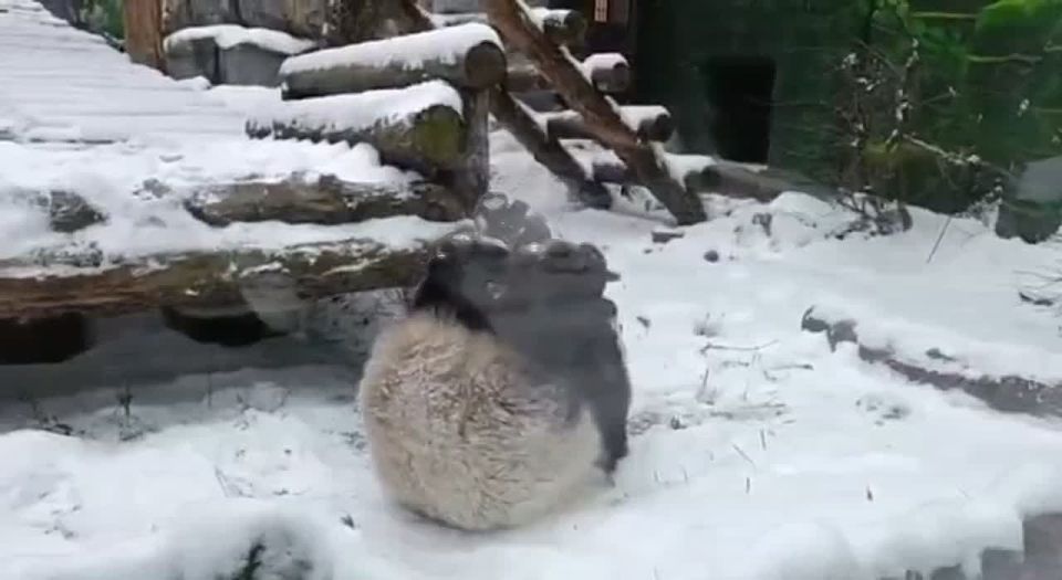 ������ ����. ���� �������� ���