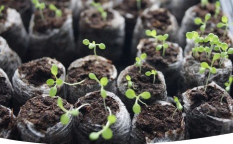 Садовые открытия апреля: какие растения сажать в этом месяце