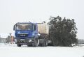 В Енисейск привезли из леса ель