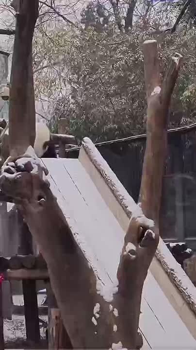 ������ ���� �����������. ���