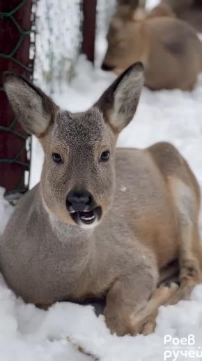 ������� ���� ����������� ������ ������ �� �������� ������