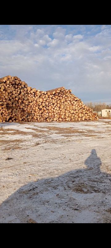 Полицейские Красноярского края выявили факты незаконного экспорта пиломатериалов