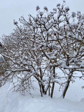 ������� ������� �� �������