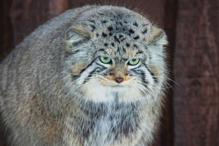 Признавайтесь, кто похож на манула Бориса в ожидании Нового года?