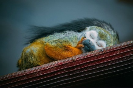 Ничего милее сегодня вы уже не увидите!