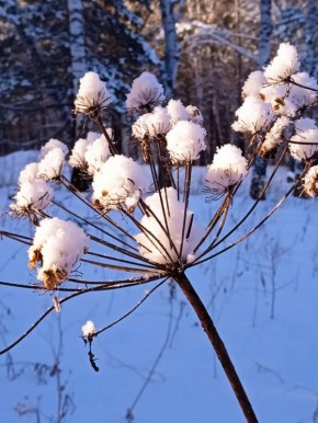 Цветы зимнего леса. За фото спасибо нашей подписчице Ирине ТВК