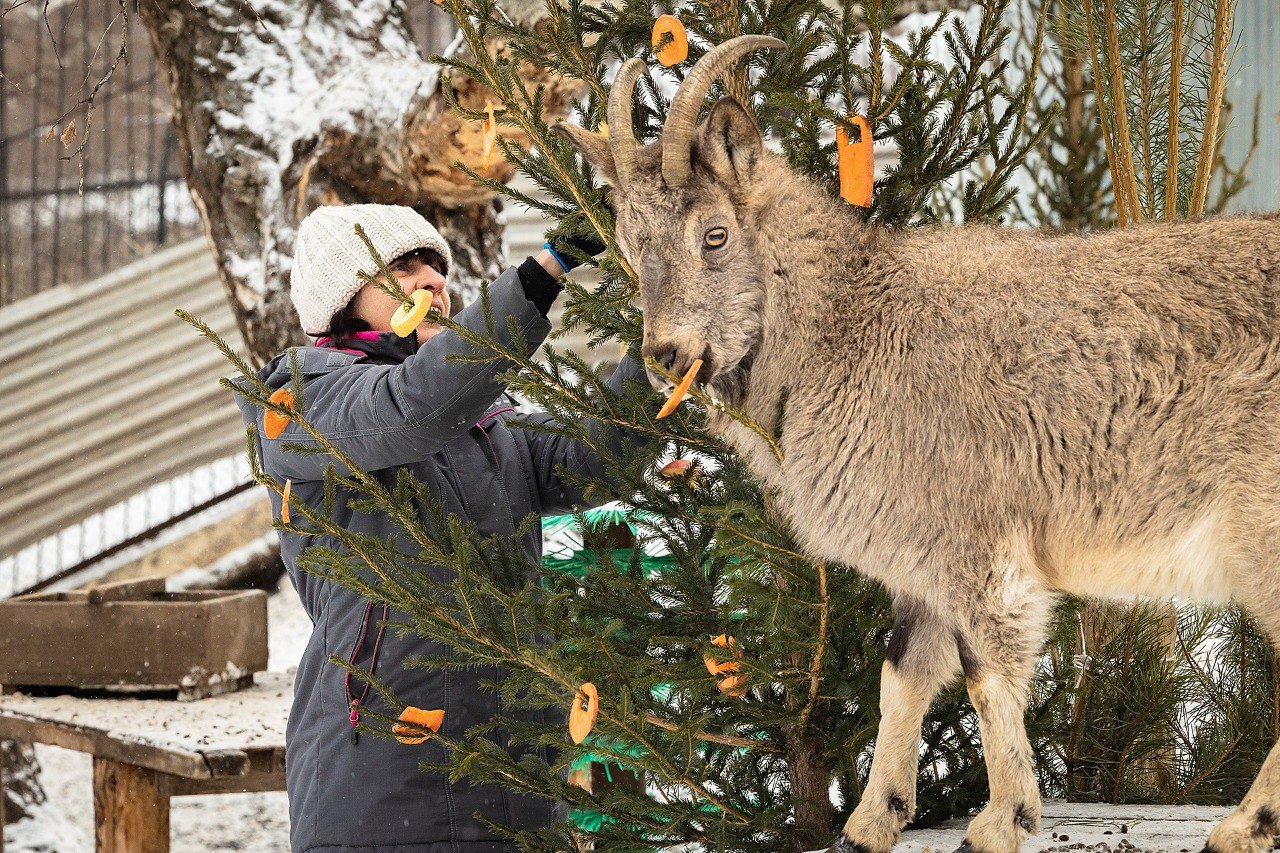 Красноярцы могут порадовать питомцев «Роевого ручья» к Новому году