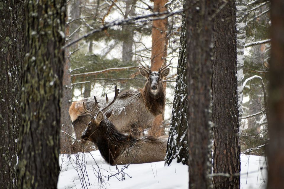 Маралы на Торгашинском хребте