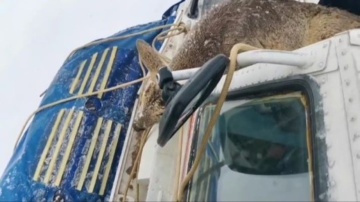 В Балахтинско-Новосёловском округе спасатели косулю, провалившуюся под лёд