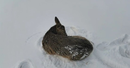 ������ �������� �� ���� ������������� �������������