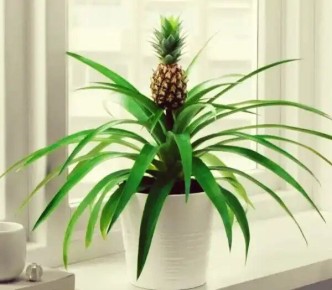 ����������� ������� � �������� ��������: �������� ������