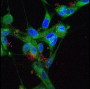 ������������ ������ ������������� ����� �������������