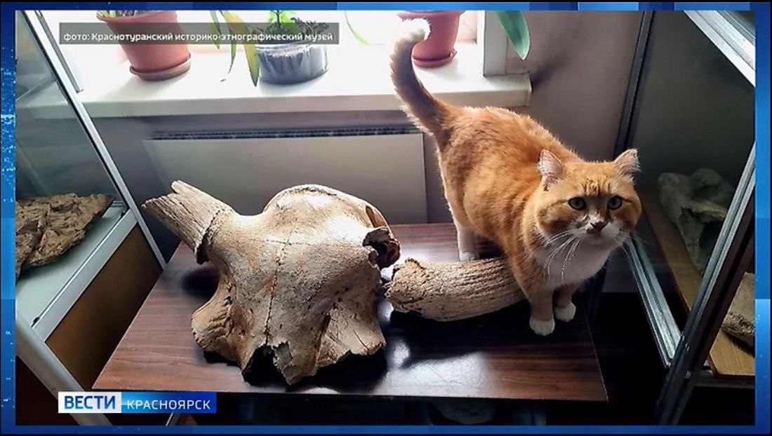 В Краснотуранском историко-этнографическом музее гостей встречает рыжий кот Архипус В Краснотуранском историко-этнографическом музее гостей встречает рыжий кот Архипус
