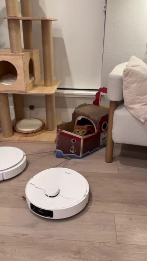 Роботы-пылесосы в роли оленей, картонные сани и довольный пушистый командир