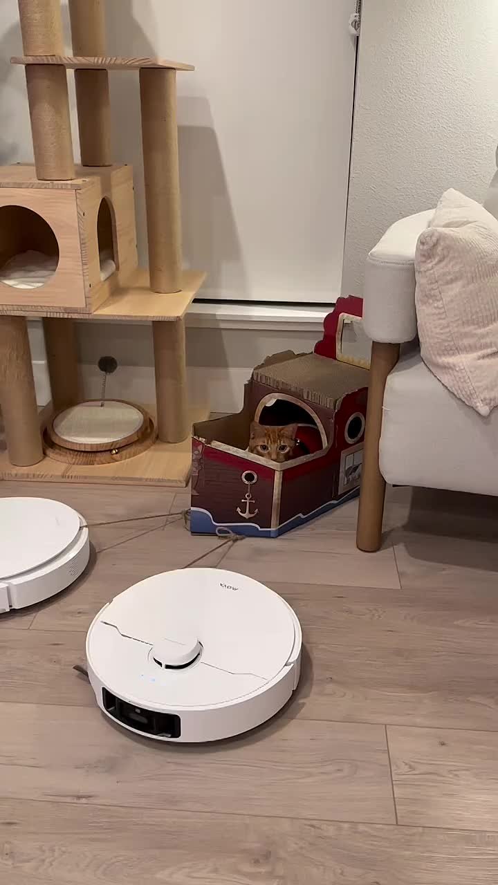 Роботы-пылесосы в роли оленей, картонные сани и довольный пушистый командир