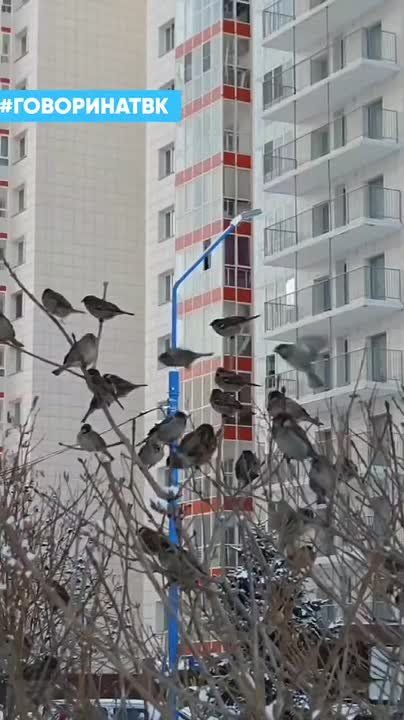 ����� ����� �����. ������ ����� �� ���������� ����������