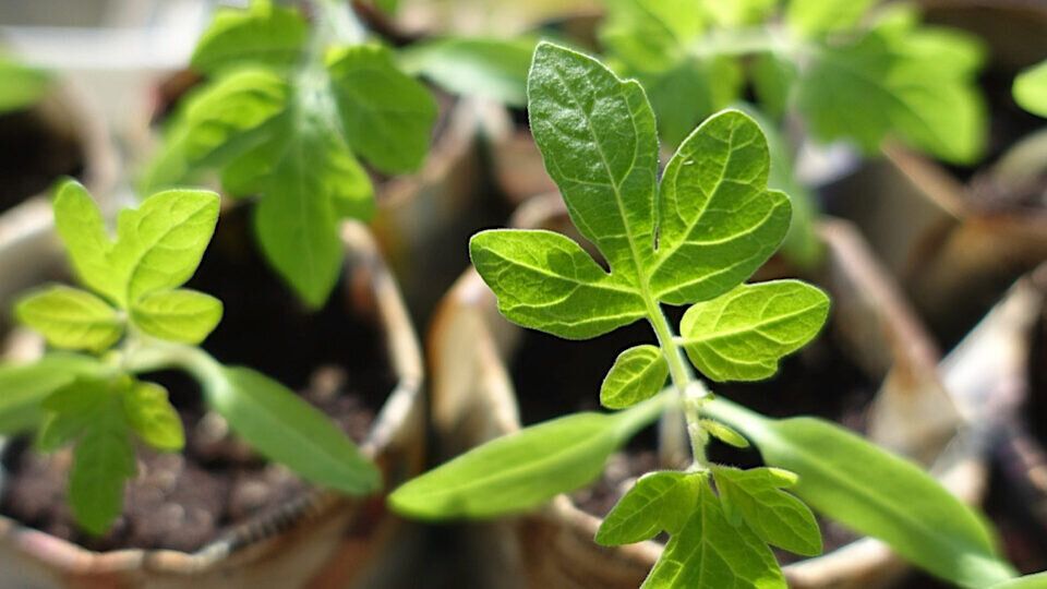 ��������� �������: ��� � ����� ��� ������