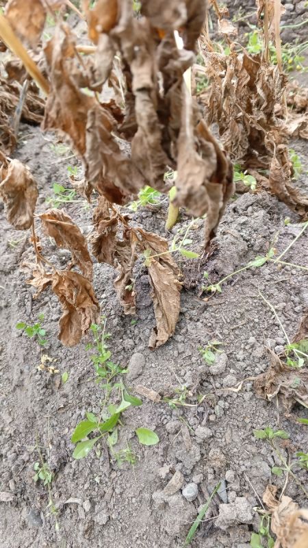 ������ ������� ����� ��������: ��������� ��� ������������ �������?