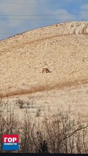 ��� �������� �������� ������ �� ������������ ������