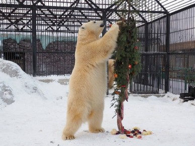 ����������� ���������� �������� ������� � ���������� ���������