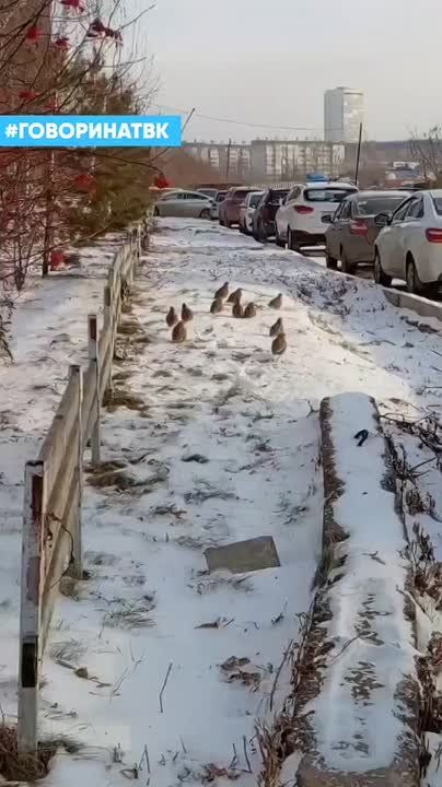 ����� ���-�� ������� ������ ��������