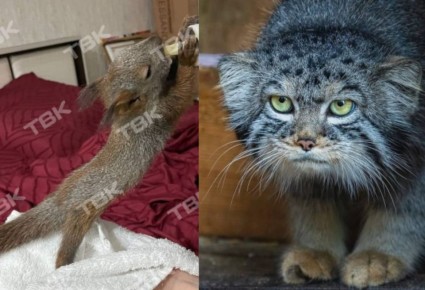 ������ ������������ ������� 2025