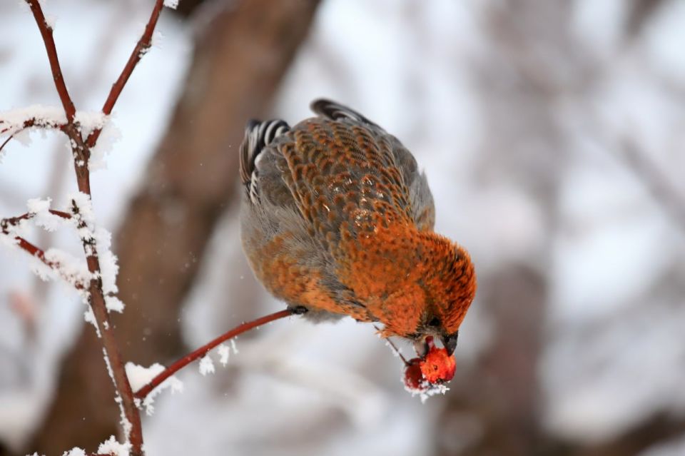 �������. ����: �������� ������� ���