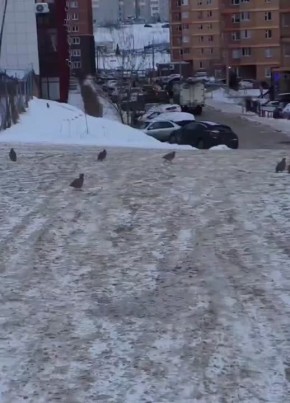 Держатся стайками. «Эти банды по всему городу орудуют », – пишут красноярцы о пухленьких куропатках