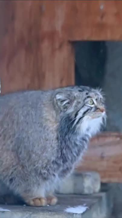 � ������ ��� 3 ������?. ���