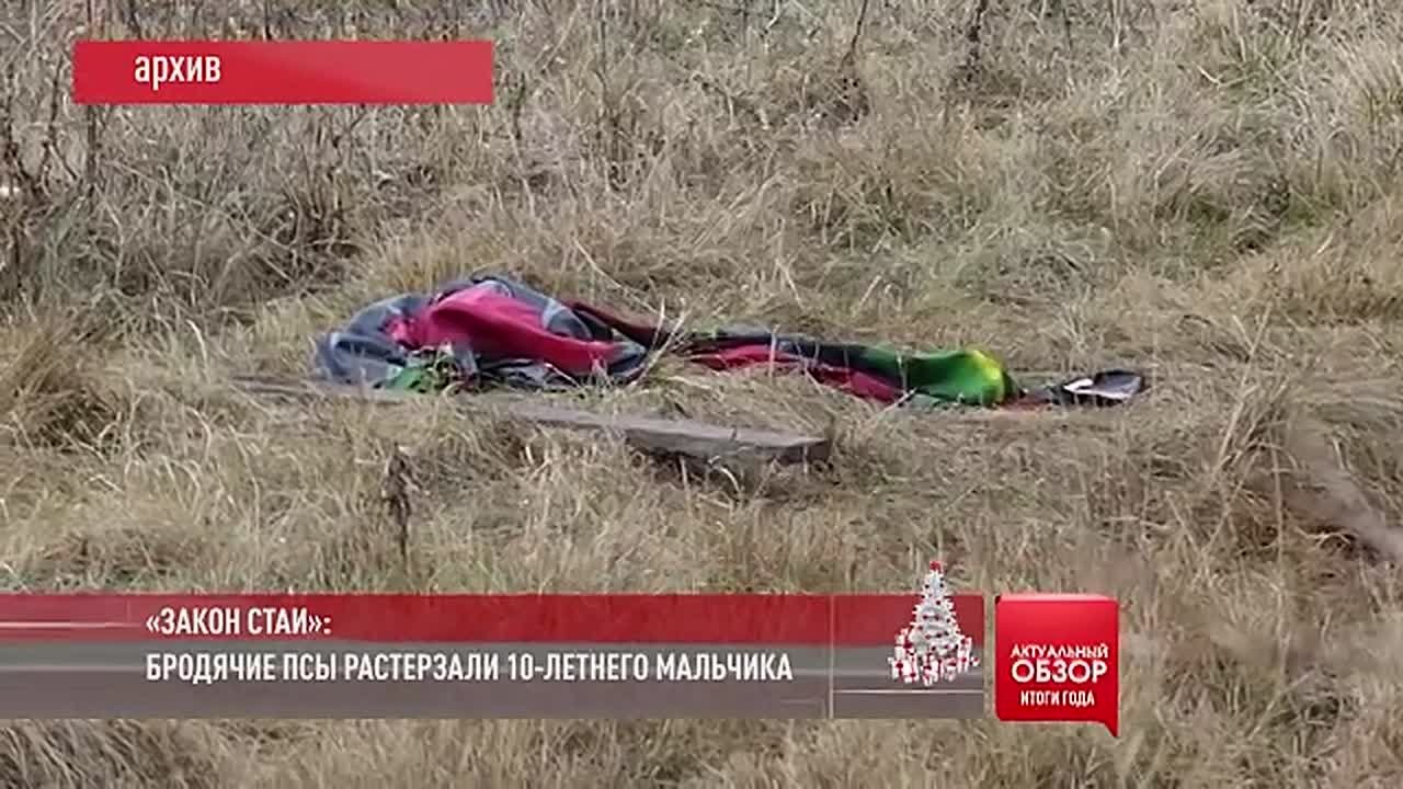 «ЗАКОН СТАИ»: БРОДЯЧИЕ ПСЫ РАСТЕРЗАЛИ 10-ЛЕТНЕГО МАЛЬЧИКА