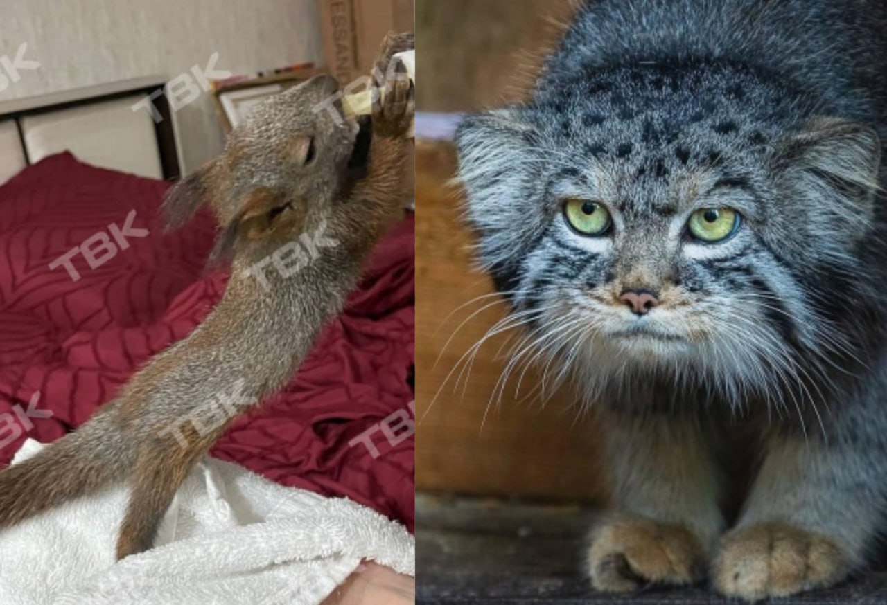 Добрые красноярские истории 2025