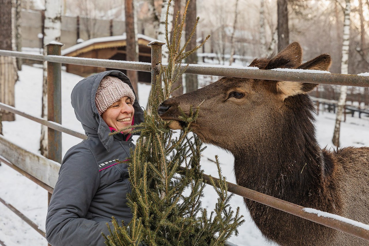 В красноярском парке "Роев ручей" показали питомцев с подаренными им горожанами елками В красноярском парке "Роев ручей" показали питомцев с подаренными им горожанами елками