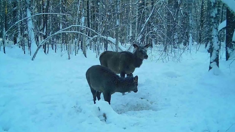 ���������� ��������� � ����� ����� � ����� ��������