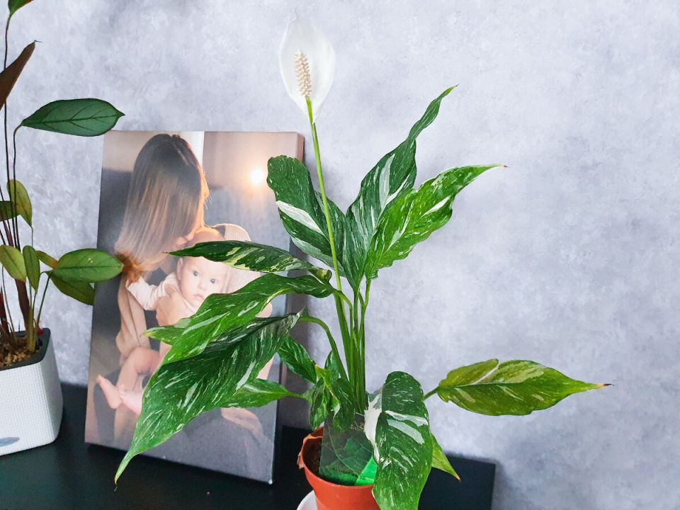 ��� ��������� ����������� ��������: ������� ������ � ����������� �������