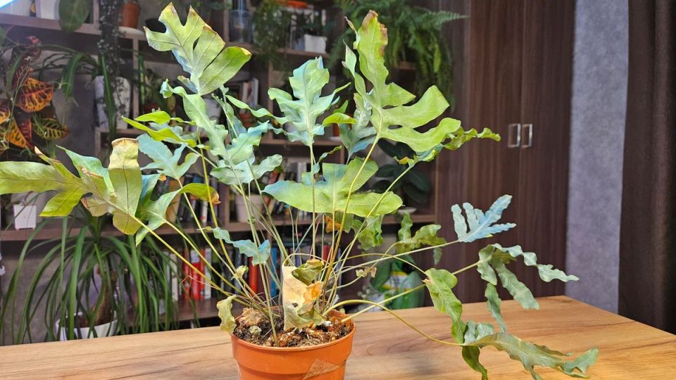 ��� ����������� ��������� ������ ��������� ��������: ������� ����� � ����������� �����