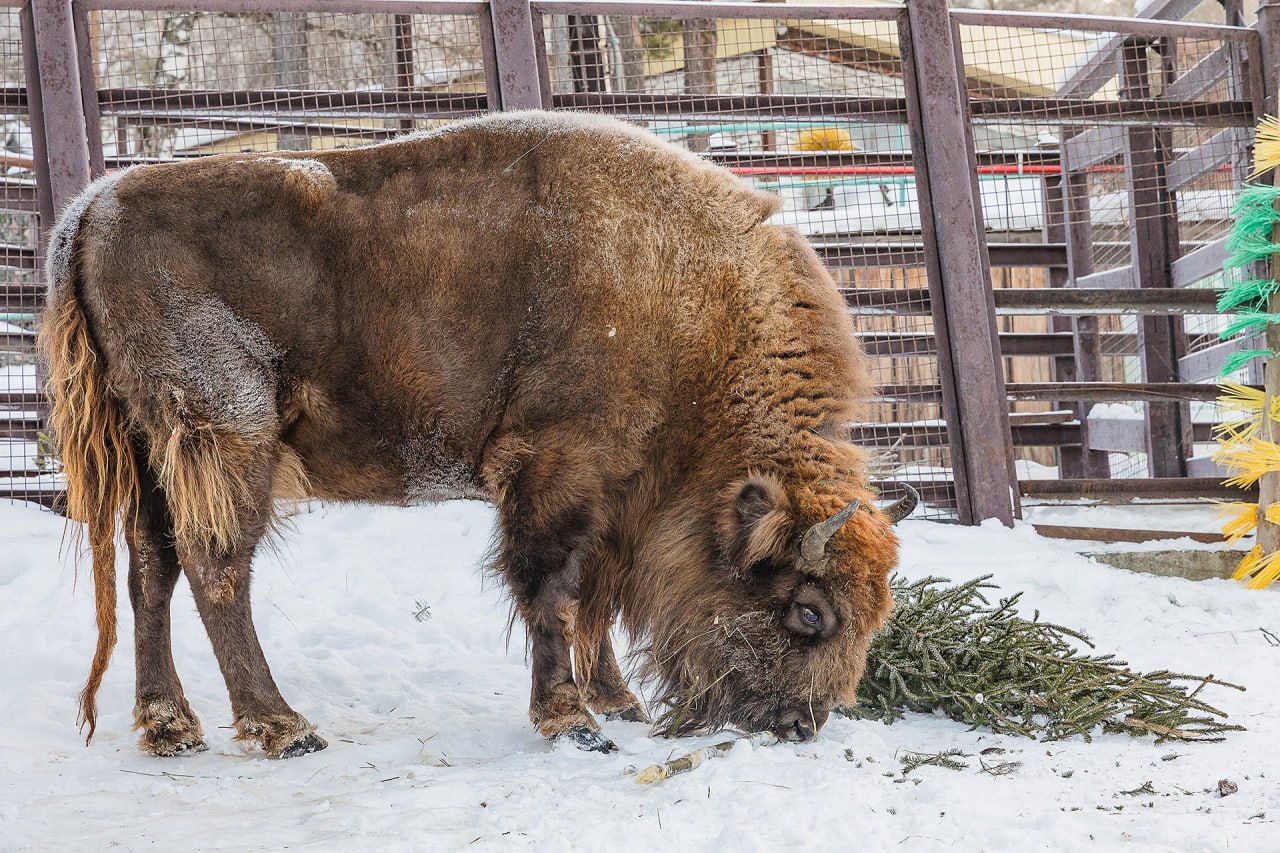 В красноярском парке "Роев ручей" показали питомцев с подаренными им горожанами елками В красноярском парке "Роев ручей" показали питомцев с подаренными им горожанами елками
