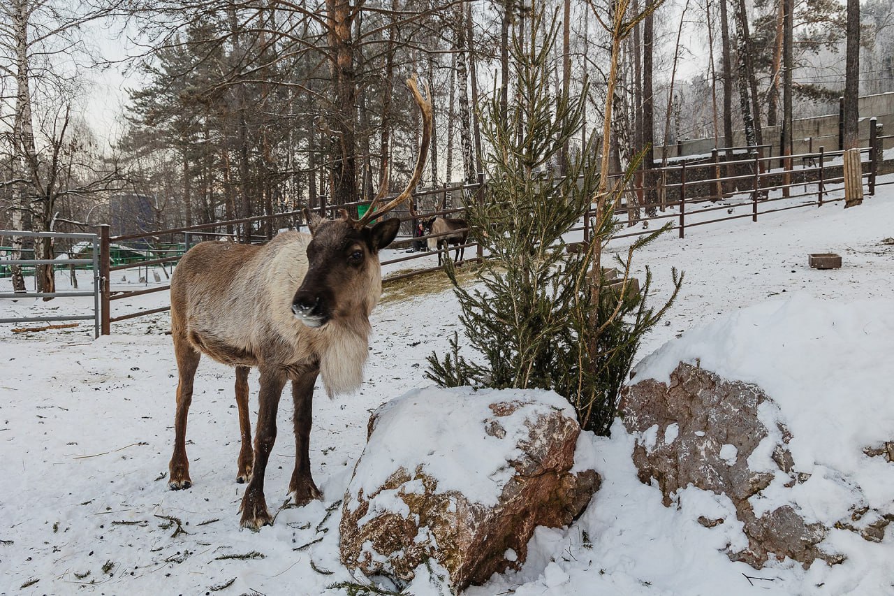 В красноярском парке "Роев ручей" показали питомцев с подаренными им горожанами елками