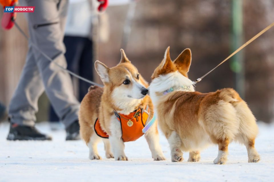 ��� �� ��������� ���������� ��������?