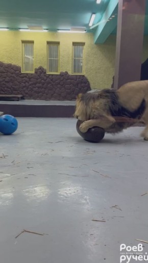 ��� ���� ����������� �������� ��� ������