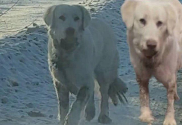 1 В Красноярске неравнодушные граждане пять дней искали собаку с банкой во рту