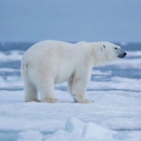 ����� ������� ����� �� ����� �� �������