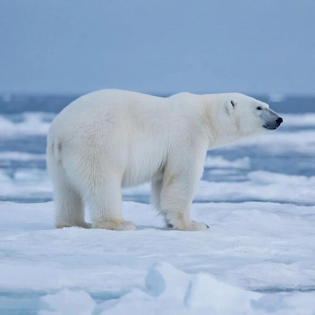 Белый медведь напал на людей на Таймыре