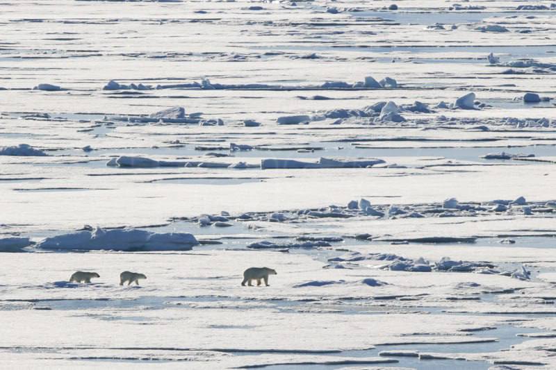 Белый медведь напал на семью из трех человек, в том числе ребенка, в поселке Носок на севере Красноярского края, сообщили в ГУ МВД по региону