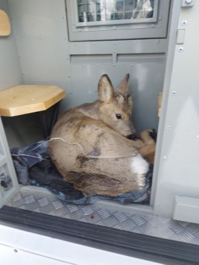 �������� ����������� ������� ������� ������