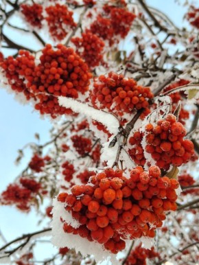 ������ ������� ����� �� ������