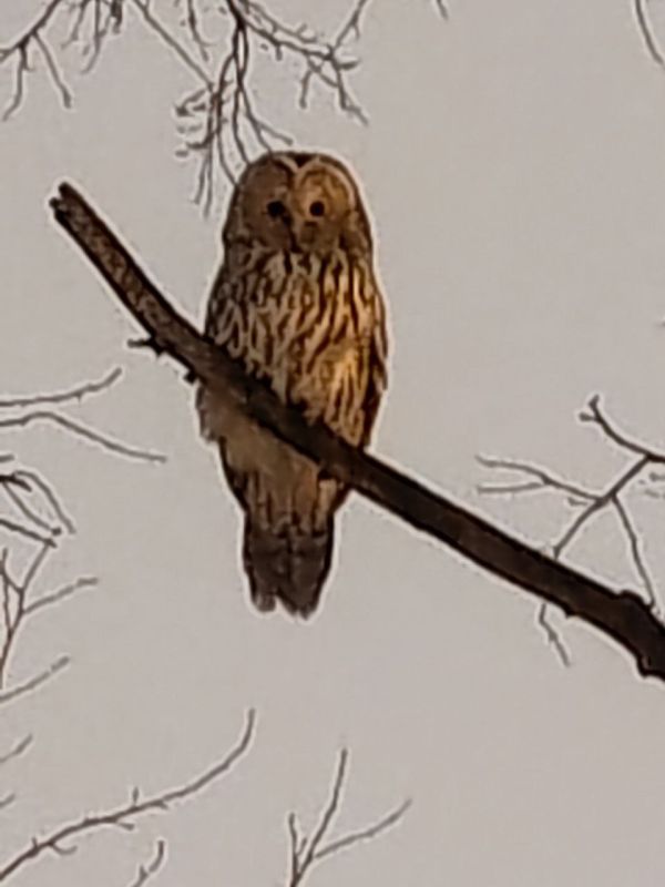 Кому сова принесло письмо из Хогвартса?