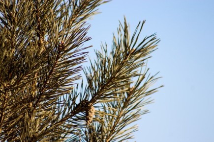 �������������� ���� ����� ������� � �������� � �����������