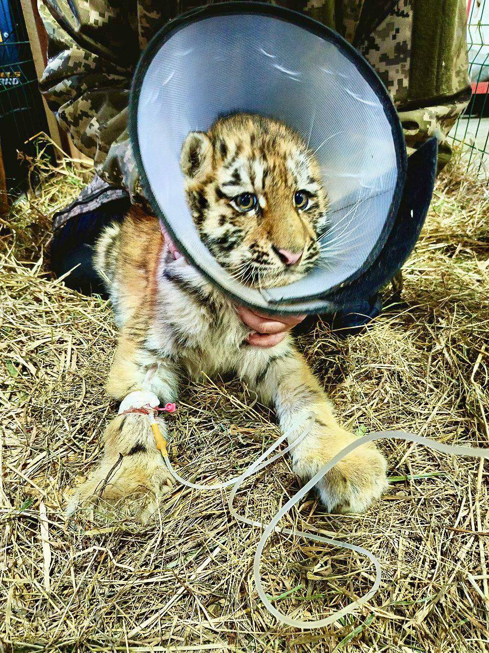 Истощённого тигрёнка, потерявшего семью, спасла супружеская пара в Хабаровском крае Истощённого тигрёнка, потерявшего семью, спасла супружеская пара в Хабаровском крае