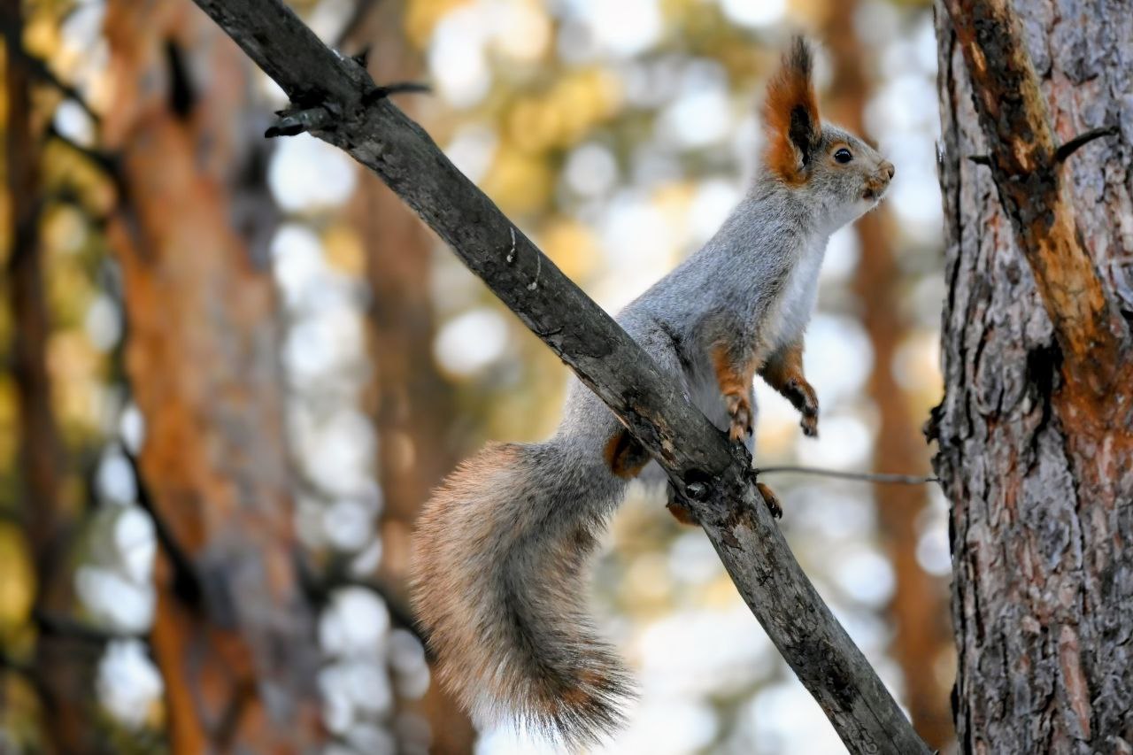 На юге Красноярского края белка показала, как следует проводить новогодние праздники На юге Красноярского края белка показала, как следует проводить новогодние праздники