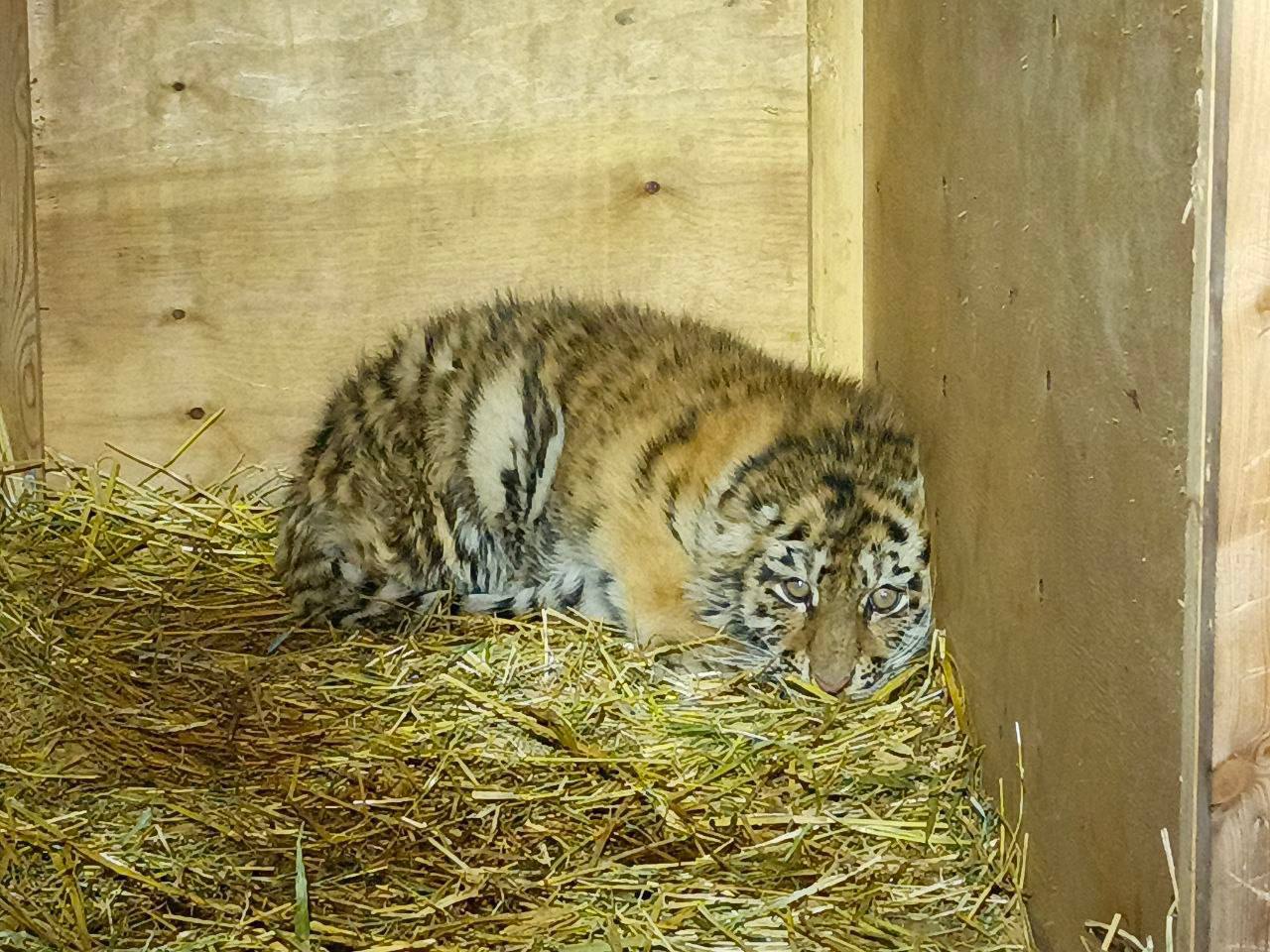 Истощённого тигрёнка, потерявшего семью, спасла супружеская пара в Хабаровском крае Истощённого тигрёнка, потерявшего семью, спасла супружеская пара в Хабаровском крае